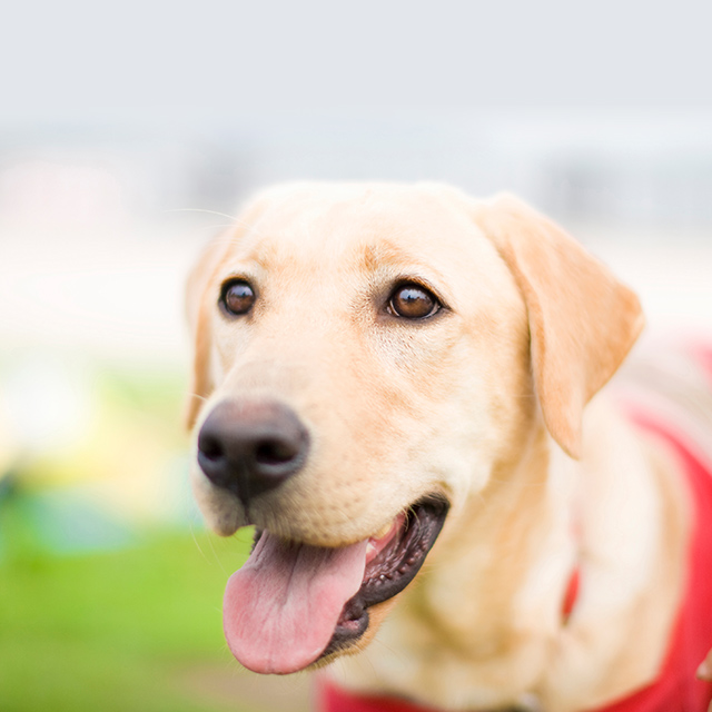 Dogsalon ズートピア 栃木県佐野市にあるトリミングサロン